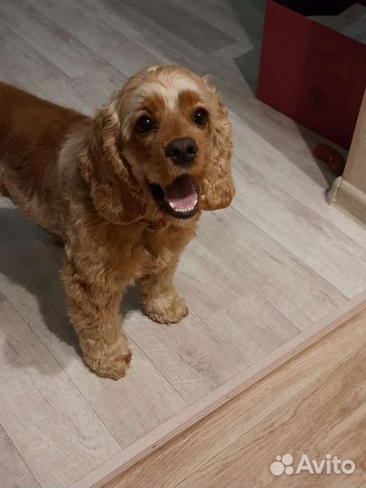 Американский кокер спаниель вязка