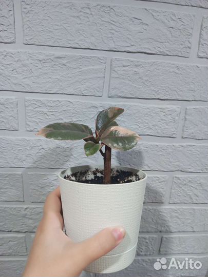 Сортовые фикусы