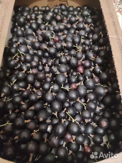 Смородина красная и черная