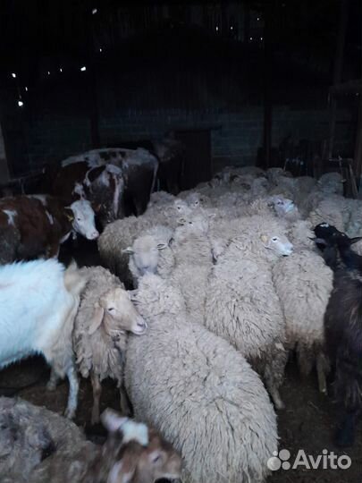 Овцы бараны козы