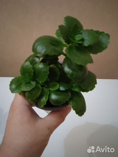 Каланхоэ дикоративный цветущий