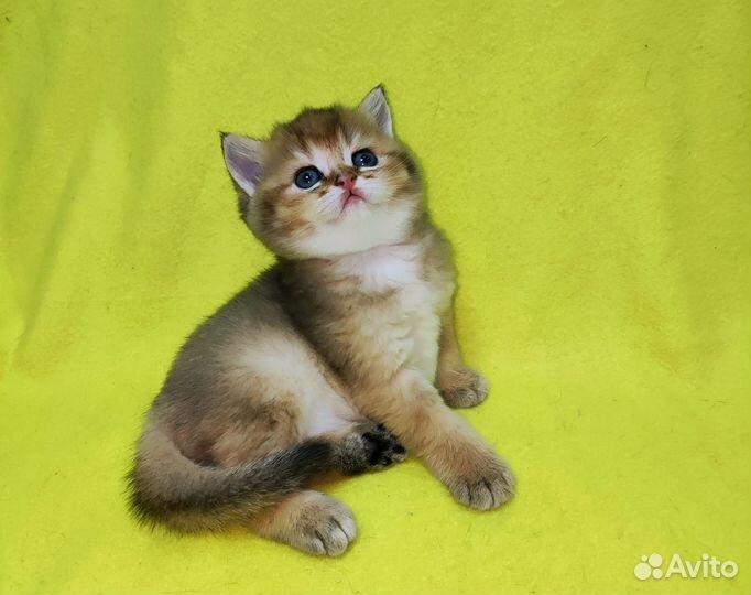 Шотландские котята
