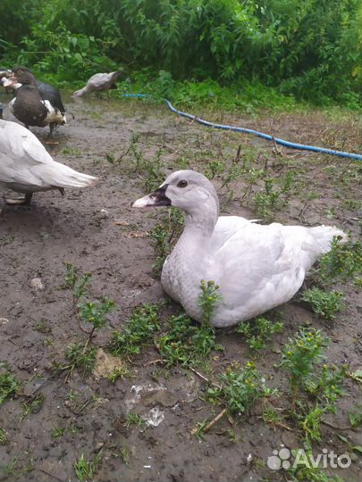Мускусные утки