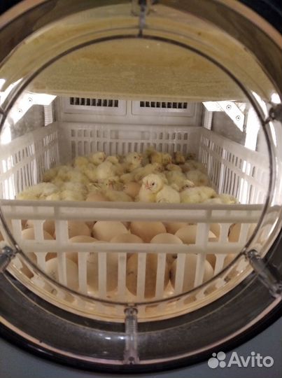 Яйца инкубационные породной птицы и яичных кроссов