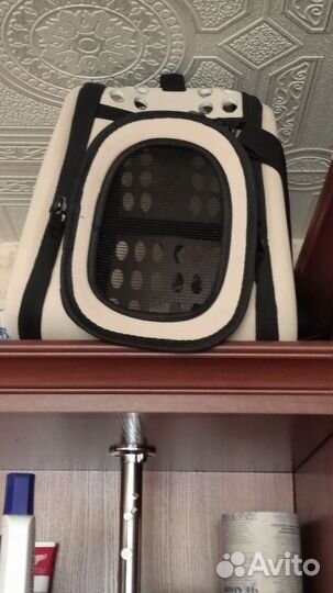 Кошка в дар