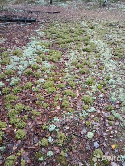 Цетрария декоративная