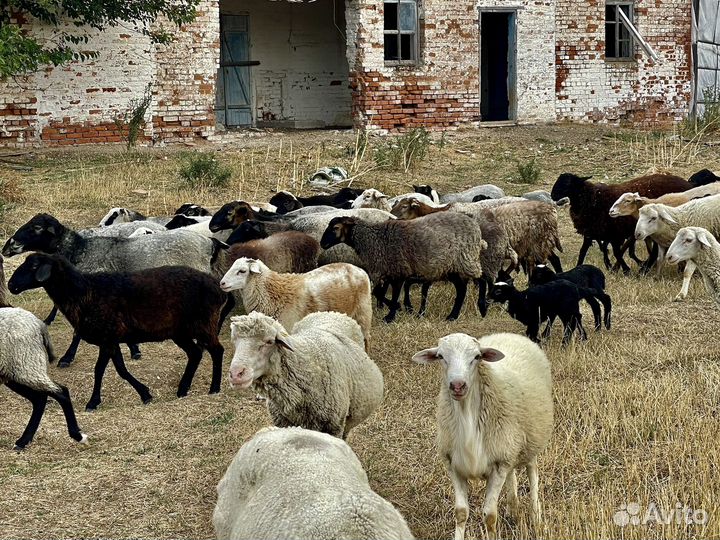 Овцы бараны ягнята