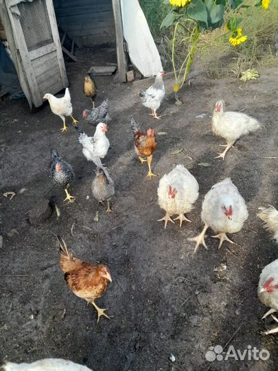 Домашние куры бройлеры