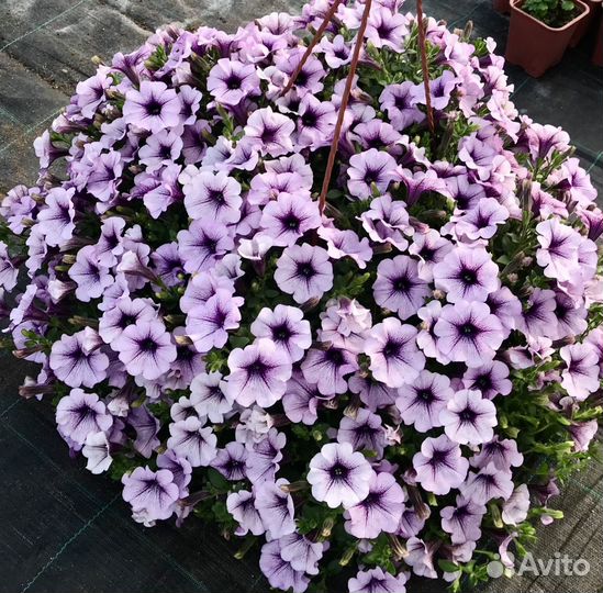 Подвесные кашпо с петунией