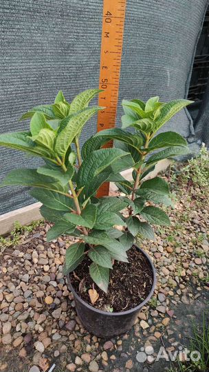 Саженцы хвойных и декоративных в контейнерах