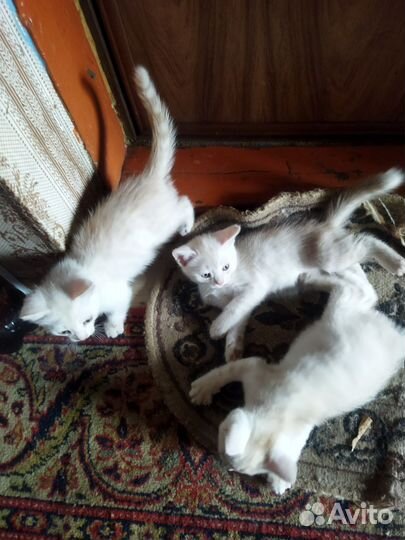 Британские котята в добрые руки