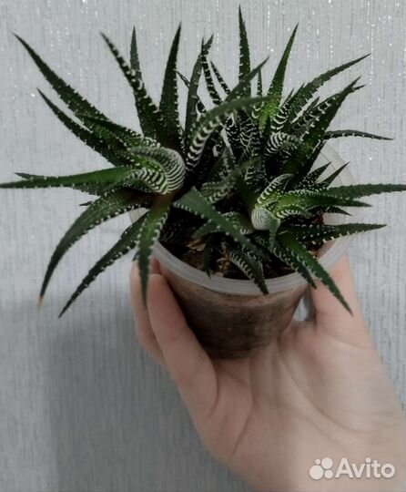 Суккуленты Хавортия с детками