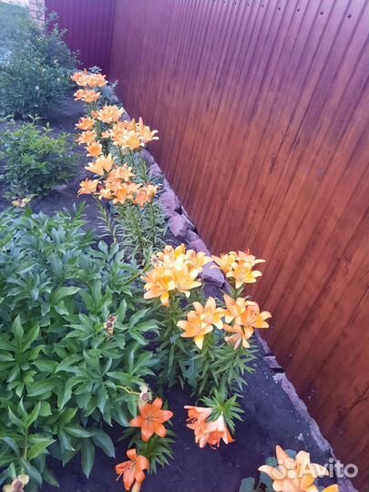 Садовые многолетние цветы