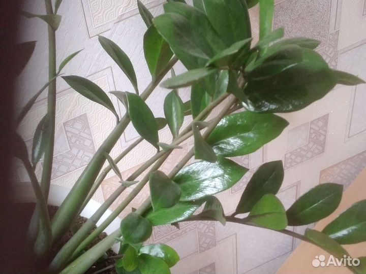 Замиокулькас и инжир