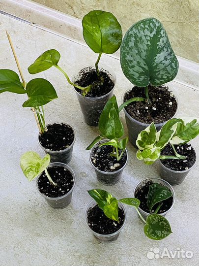 Декоративно-лиственные растения в наборах