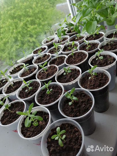 Лаванда узколистная сорт 