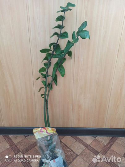 Замиокулькас