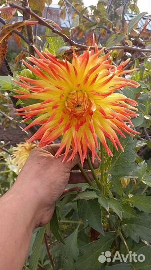 Продам георгины, лук семейны