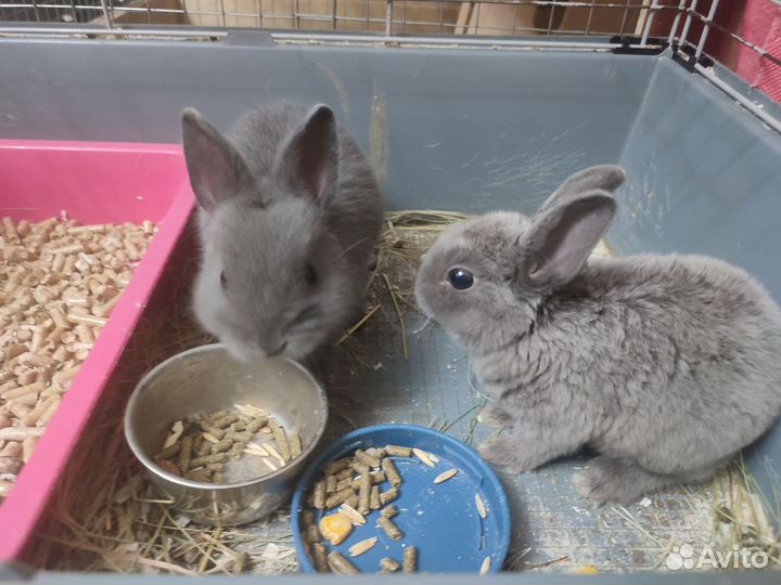 Декоративные кролики