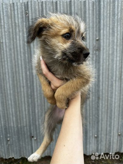 Щенок в добрые руки