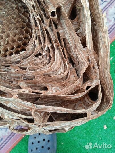 Гнездо шершня