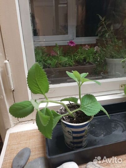 Мята комнатная