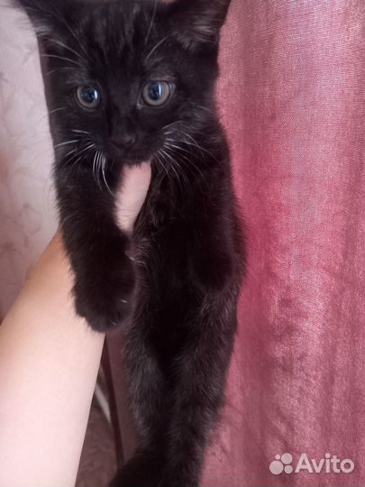 Отдам котенка в добрые руки
