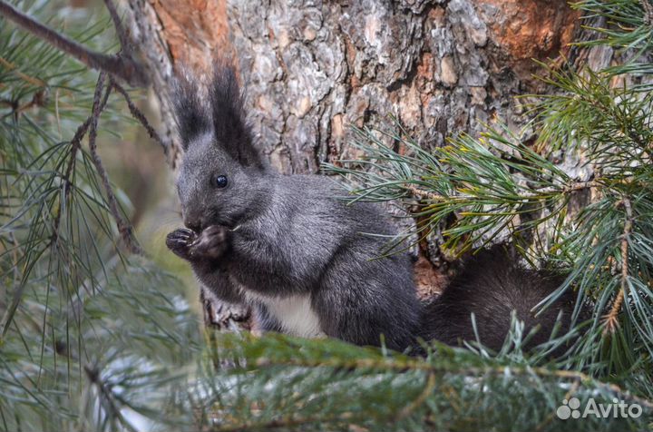 Кедровая шишка для белочки и попугая
