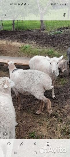 Овцы бараны