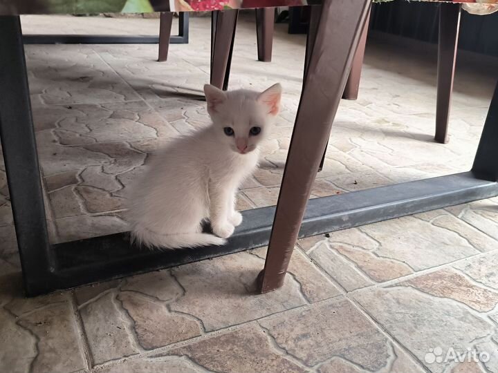 Дворянская