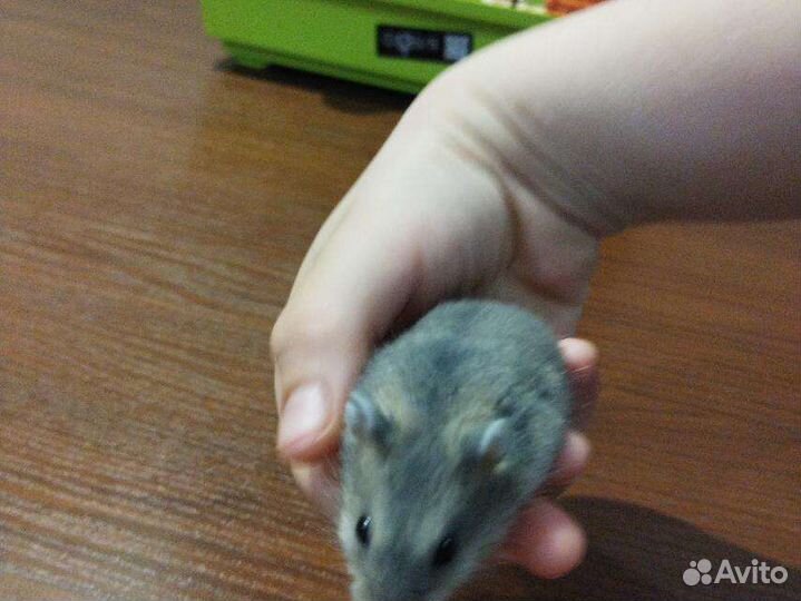 Коричневые хомячки