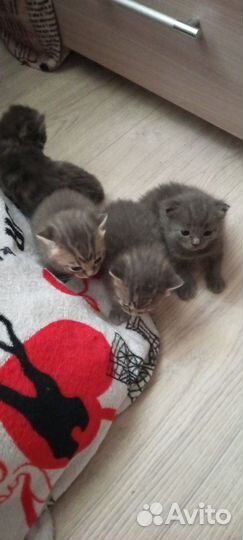 Котята