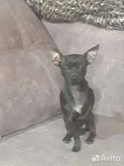 Вязка. Мини той терьер. 2, 5года