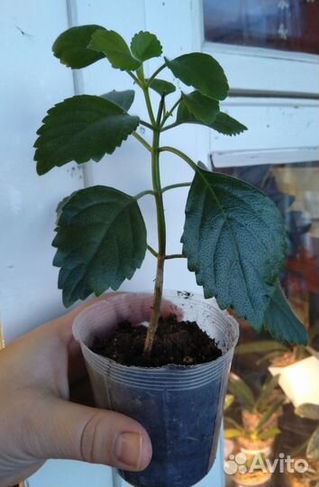 Плектрантус Mona Lavender (комнатная сирень)