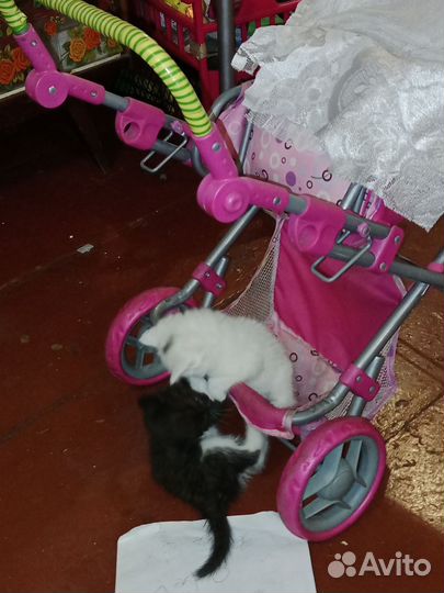 Котики