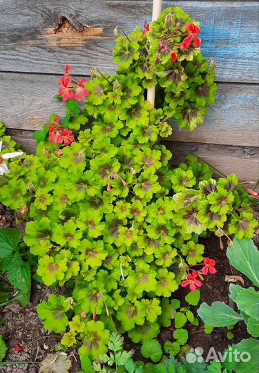 Сортовые пеларгонии