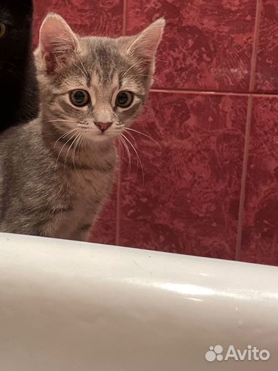 Котёнок Софа