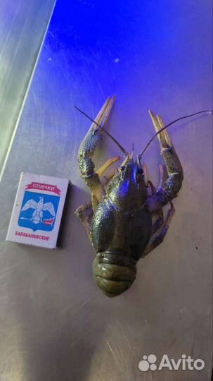 Кубанские живые и вареные раки, доставка