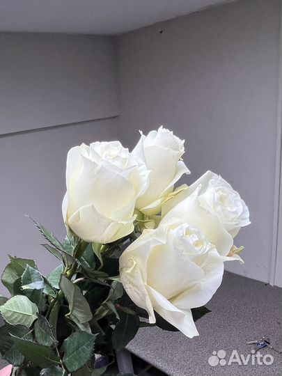 21,31,51, 101 Кустовая Роза, 25, 31,51,101 Роза