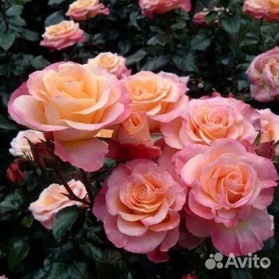 Чайно-гибридная Роза Чикаго Пис