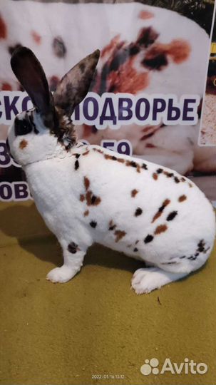 Кролики рекс