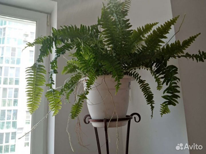 Замиокулькас