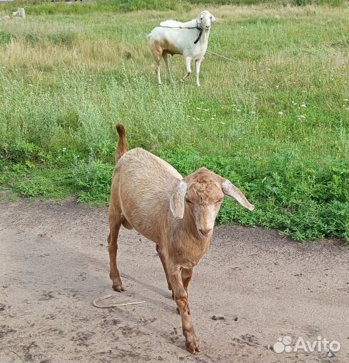 Нубийские козы