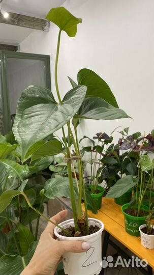 Антуриум перпл лав purple love