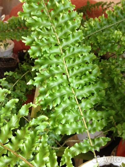 Папортник Нефролепис