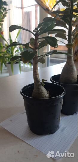 Фикус, адениум, спатифиллум