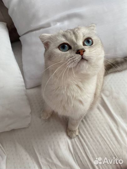 Передержка животных