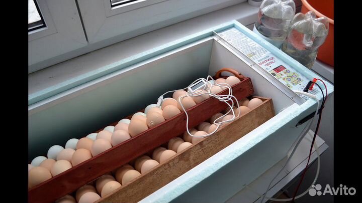 Инкубатор матрица Вегас