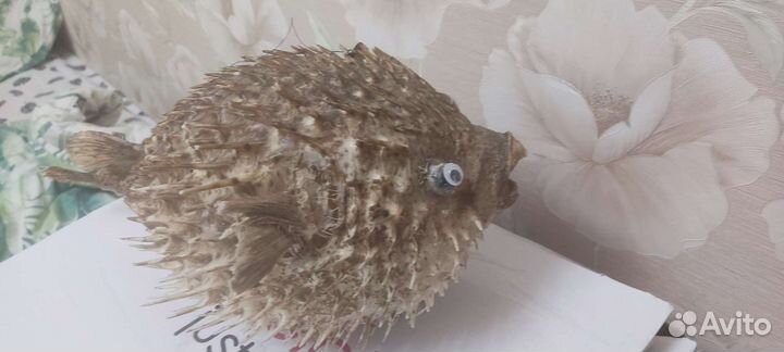 Рыба ЁЖ Фуга