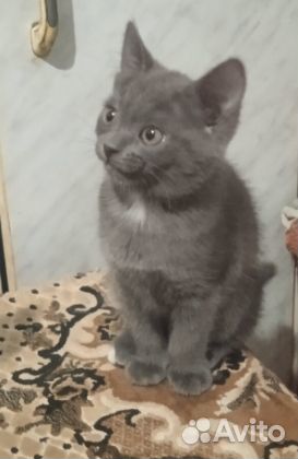 Котенок в добрые руки